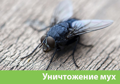 Уничтожение мух в городе Пенза